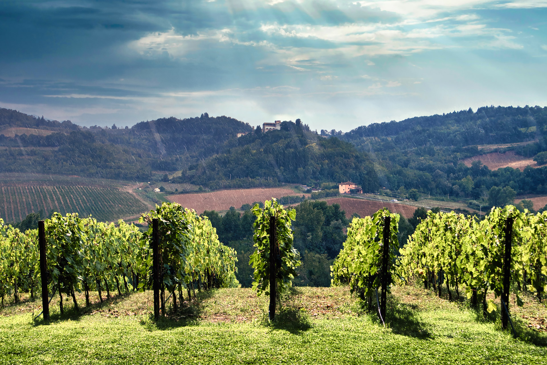 Cantine Antinori - viti